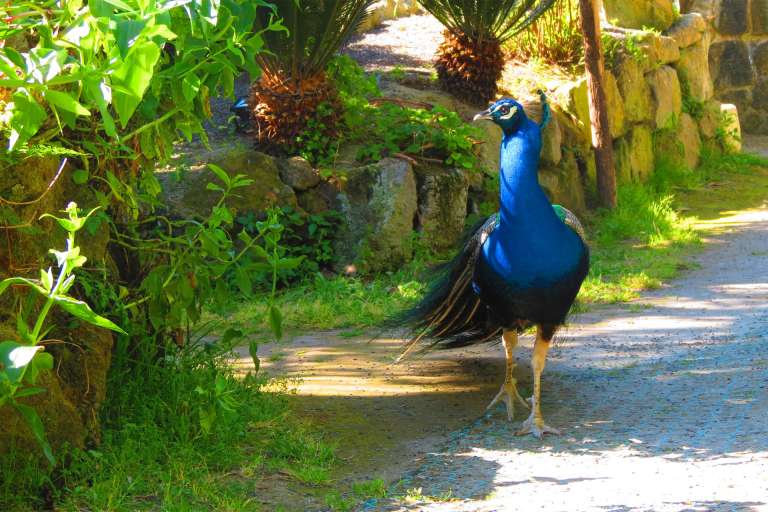 Сады Равино ди Форио